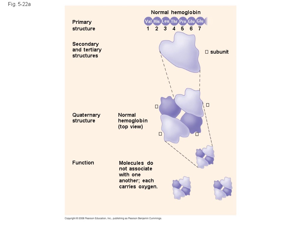 Fig. 5-22a Primary structure Secondary and tertiary structures Function Quaternary structure Molecules do not